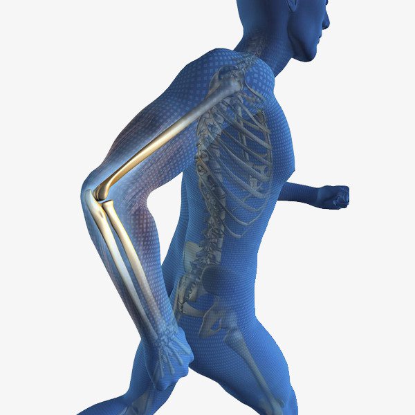 Bộ xương là trụ cột của cơ thể, thận khỏe sẽ có bộ xương vững chắc, thân hình vạm vỡ
