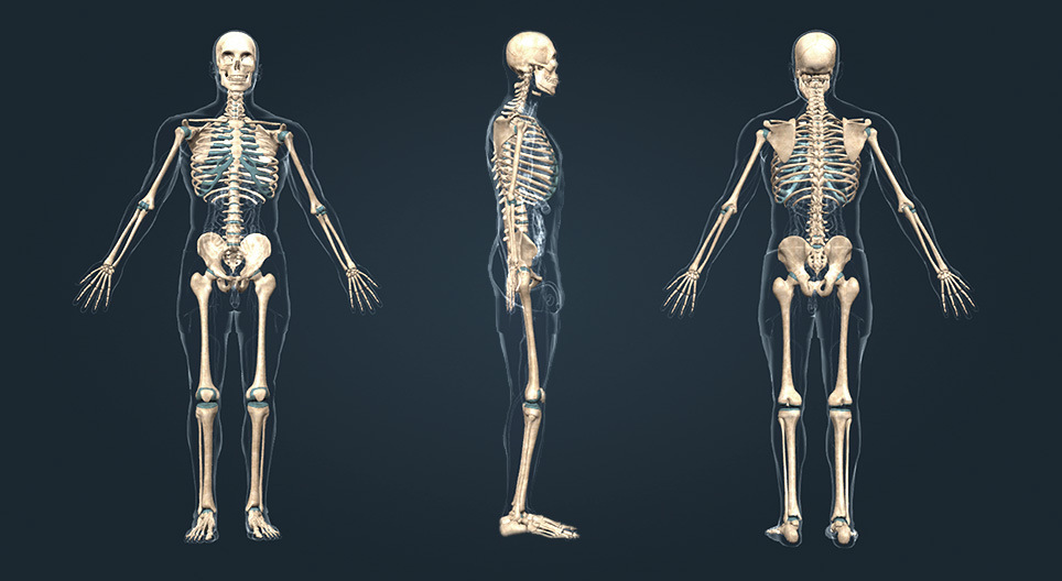 Hệ thống khung xương đồ sộ của con người